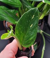 Ableger Monstera Standleyana Variegata Berlin - Köpenick Vorschau