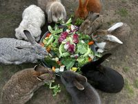 Kaninchen Weibchen / Kastrat Fredersdorf-Vogelsdorf - Vogelsdorf Vorschau