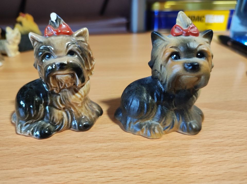 2 Yorkshire Terrier von Goebel in Stadthagen