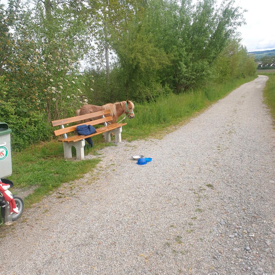 American Miniature Horse Wallach 16 Jahre in Rheinfelden (Baden)