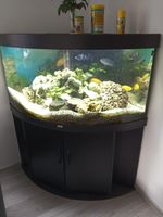 Aquarium 350l inkl. Fische, Schrank und viel Zubehör Brandenburg - Ketzin/Havel Vorschau