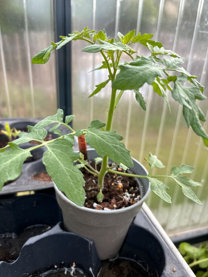 Tomaten- und Gurken-Pflanzen - Verschiedene Sorten 1 Euro / Stück in Lützen