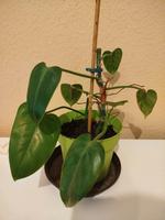 Philodendron Zimmerpflanze Blume Wandsbek - Hamburg Jenfeld Vorschau