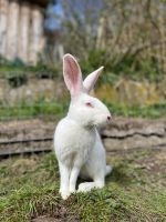 Zuchtrammler Oscar elegant und hübsch Baden-Württemberg - Rottweil Vorschau