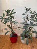2 Afrikanischer Falgenbaum Zimmerpflanzen Berlin - Köpenick Vorschau
