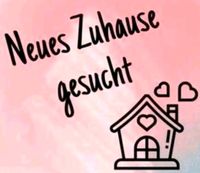 Wohnung / Haus für Familie gesucht Nordrhein-Westfalen - Löhne Vorschau