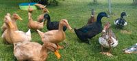 Biete Bruteier von Enten Bayern - Wessobrunn Vorschau