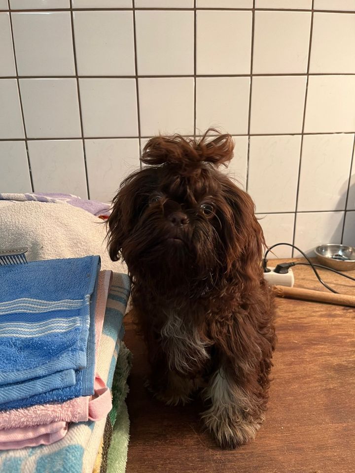 Shih tzu Hūndin 1 Jahre alt in Wolfsburg