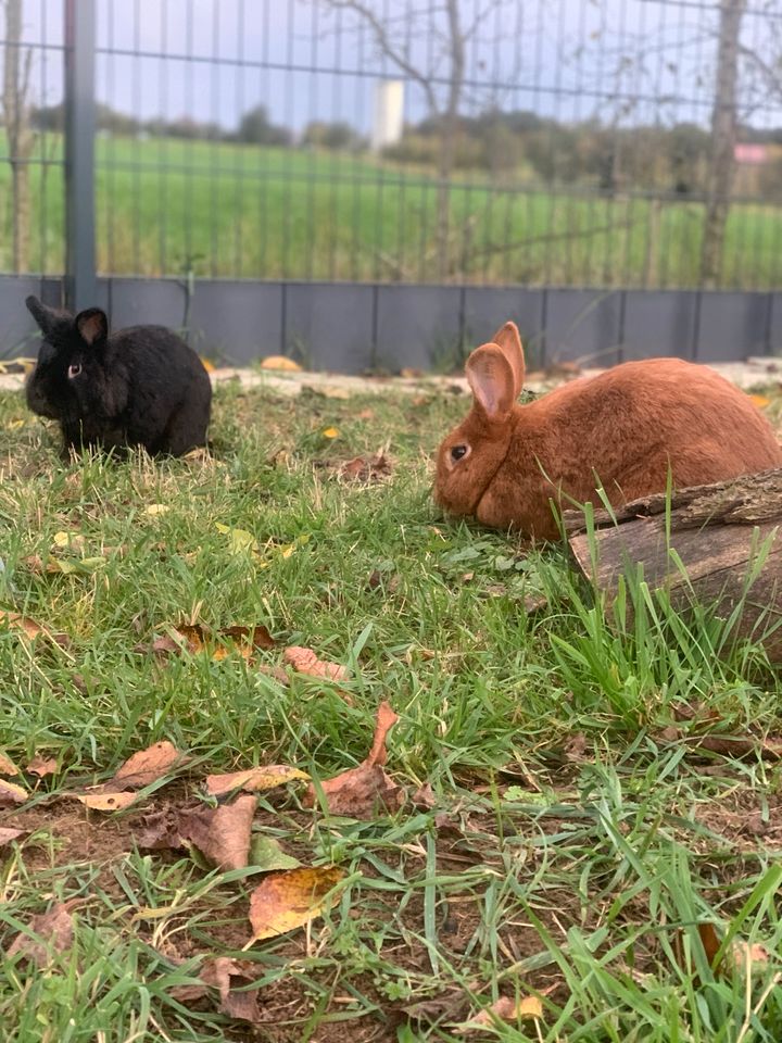 Kaninchen suchen ein zu Hause in Niederstetten