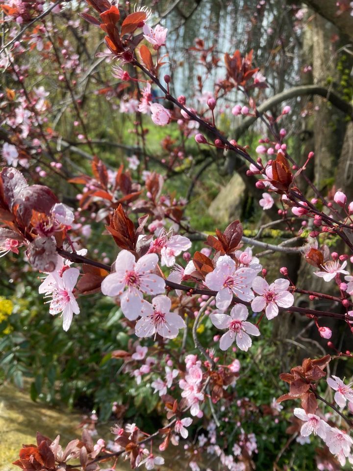 Kirschpflaume in Oberriexingen