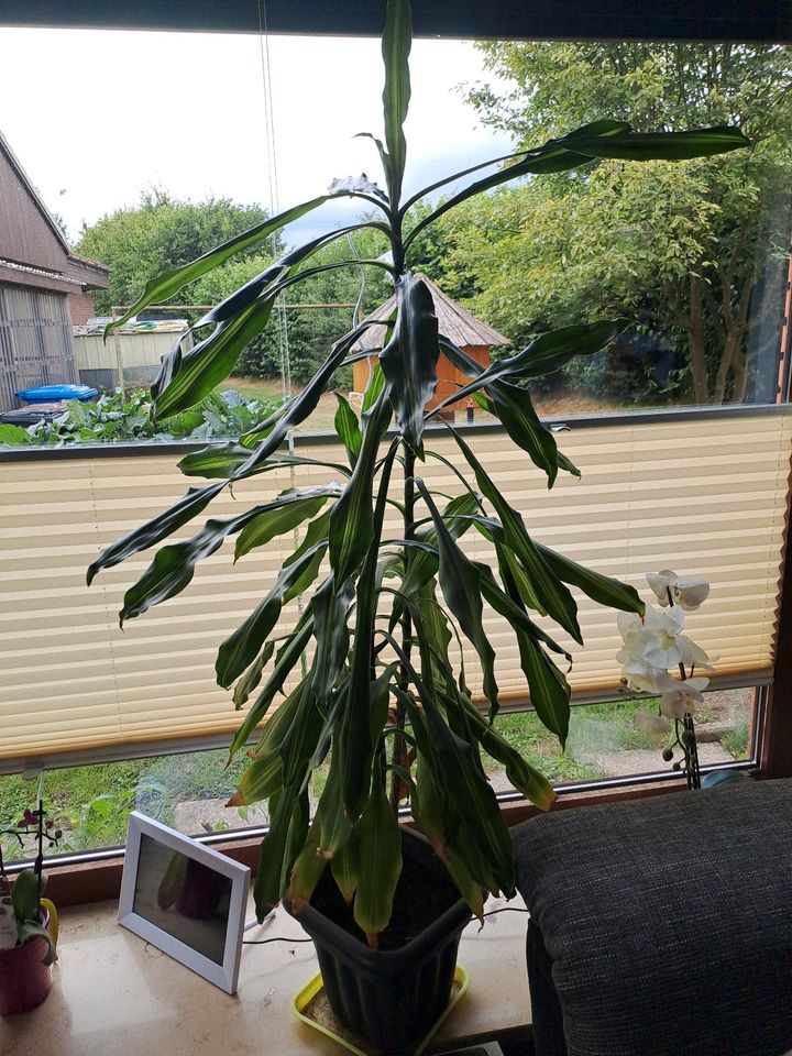 Drachenbaum Dracaena in Klein Rönnau