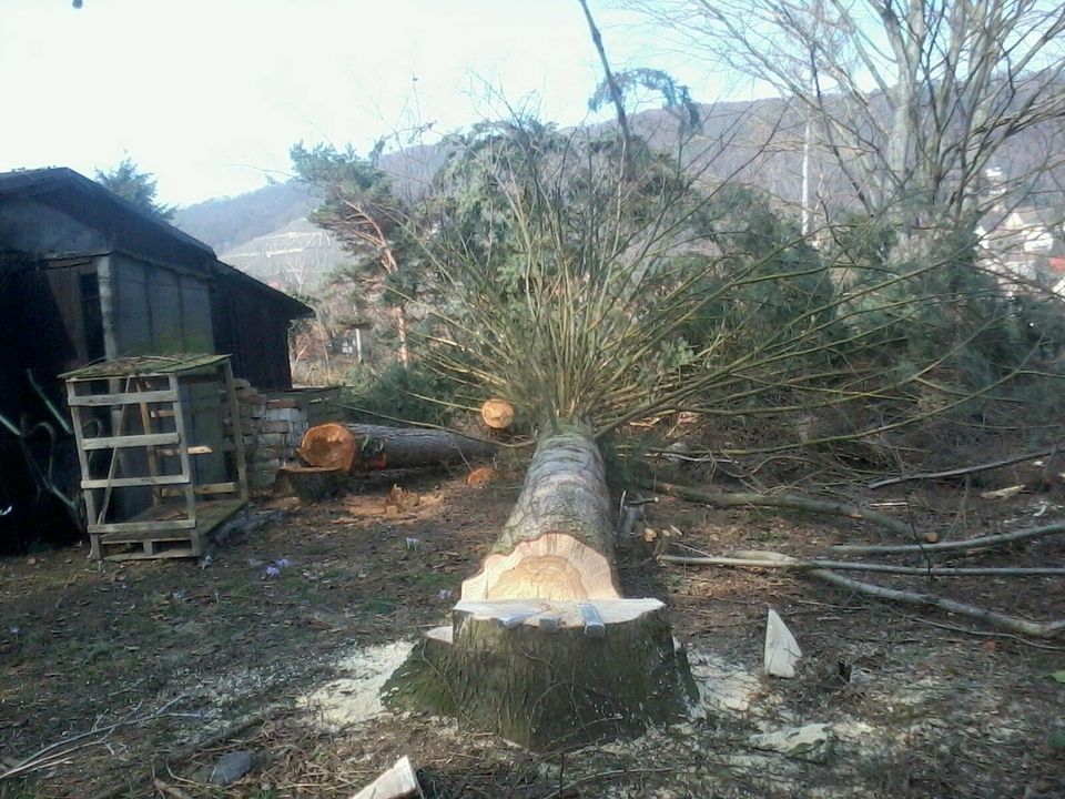 Forstdienstleistungen Baumfällung Waldpflege Forst Wald Baum Holz in Liebstadt