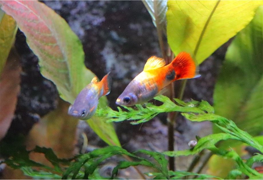 Platy "Blue Butterfly  Micky Mouse" Xiphophorus maculatus in Geseke