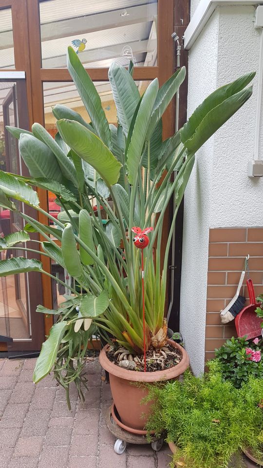 Paradiesvogelblume [ Strelitzia reginae ] in Völklingen