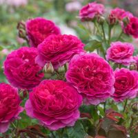 Rosen Pflanzen David Austin Gabriel Oak stark duftend dunkle rosa Baden-Württemberg - Freiburg im Breisgau Vorschau