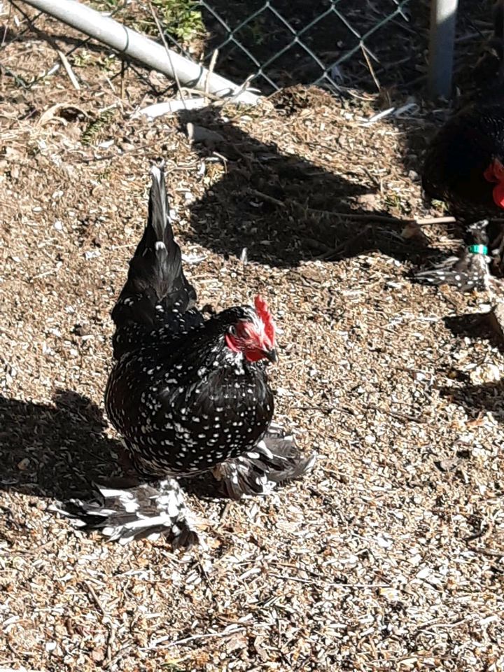 Eier Federfüßige Zwerge schwarz mit weißen Tupfen in Langenweißbach