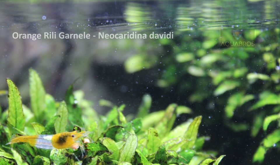 Orange Rili ( Neocaridina davidi) Garnelen in Dortmund