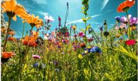 Gütle oder Gartengrundstück gesucht Baden-Württemberg - Konstanz Vorschau