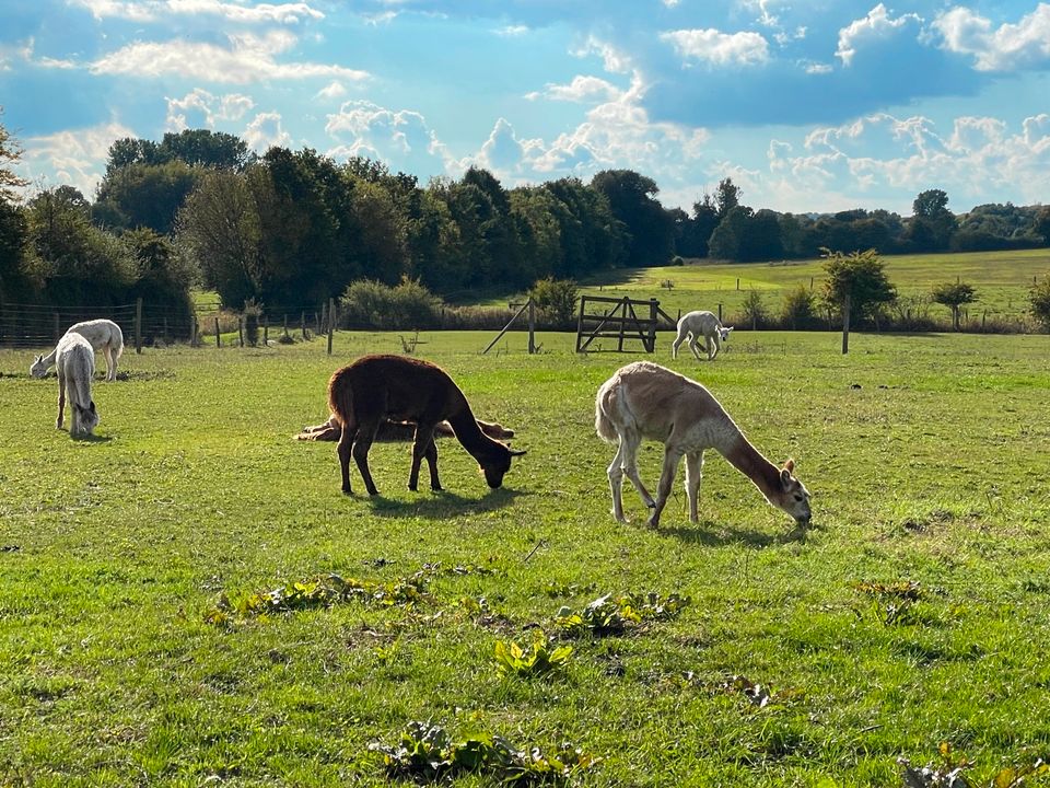 Alpaka Wanderungen mit Kaffee/Kuchen, jedes WE bei Lübeck in Stockelsdorf