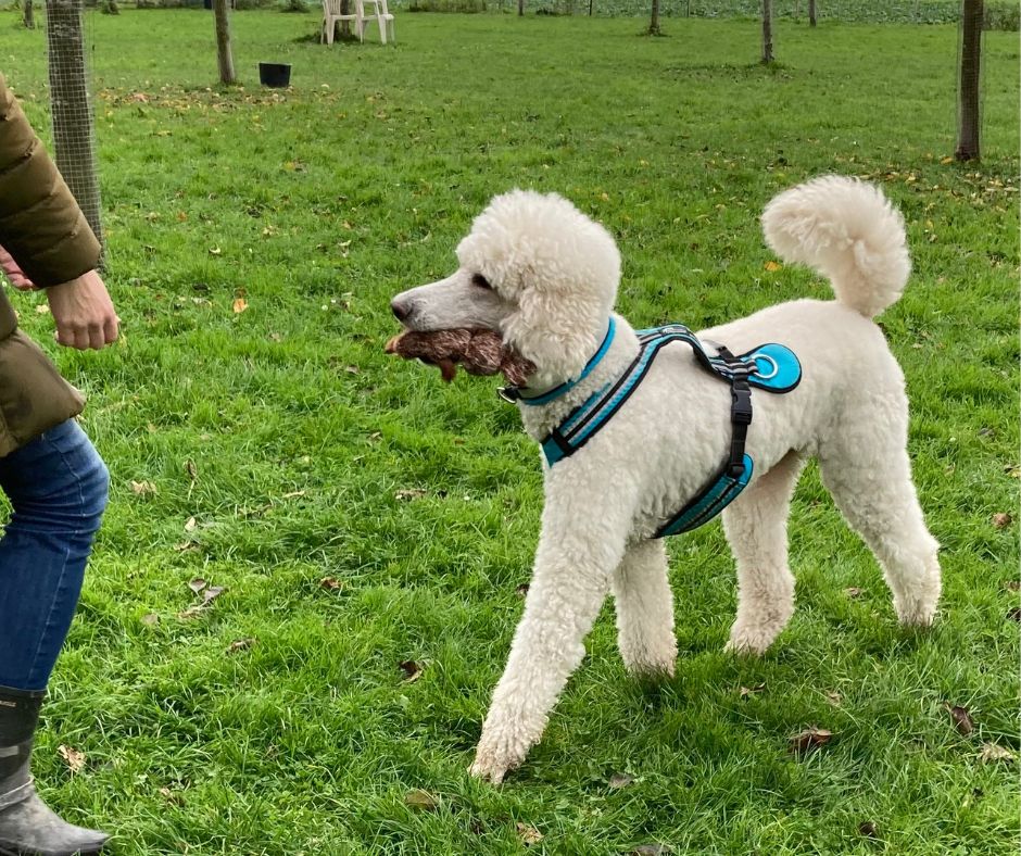 Hundetraining in Duisburg und Umgebung - Erfahrene in Duisburg