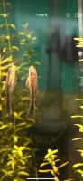 !ANGEBOT! Otothyropsis piribebuy Ohrgitterharnischwels Otocinclus West - Griesheim Vorschau