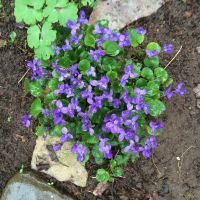 Duftveilchen Viola Odorata Stauden Pflanzen aus Bio Naturgarten Nordrhein-Westfalen - Wesel Vorschau