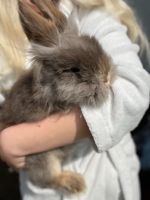 Verkaufe Kaninchen Böcke Niedersachsen - Wittingen Vorschau