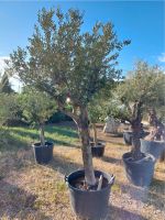 Olivenbaum - Olea Europea - Stammumgang 40-50 cm Baden-Württemberg - Nehren Vorschau