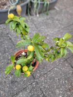 Limette (Citrus mellarosa) Baden-Württemberg - Haslach im Kinzigtal Vorschau