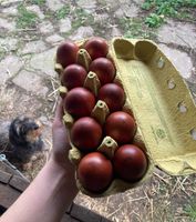 Bruteier Marans Hessen - Grünberg Vorschau