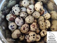 Aktion! 12 brutfähige Eiern von Buntgemischte Wachtel Truppe Lübeck - St. Gertrud Vorschau