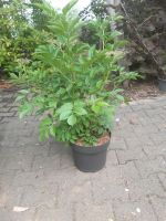 Sambucus nigra 80-100cm Schwarzer Holunder sehr buschig Nordrhein-Westfalen - Simmerath Vorschau