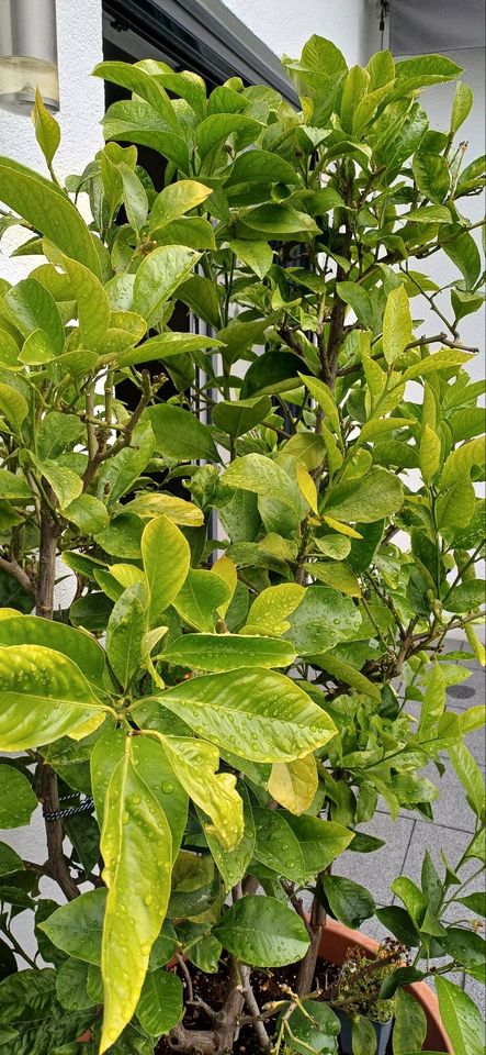 Zitronenbaum Zituspflanze Zitronenbusch (160 cm hoch ) in Straubing