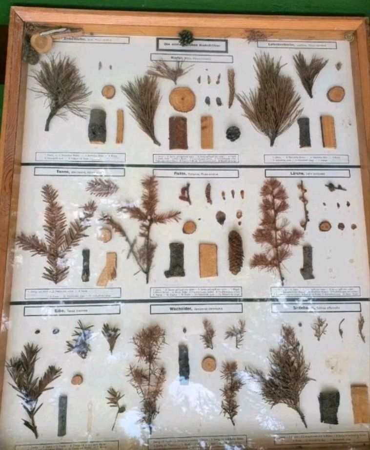 Große Schautafeln Schaukasten Herbarium Pflanzensammlung Lehrmitt in Pössneck