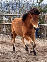 großrahmiger, charmanter Isländer Hengst - Jährling Bayern - Zachenberg Vorschau