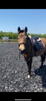 Sensible bildhübsche 14 jährige Endmaß Pony Stute Niedersachsen - Welle Vorschau