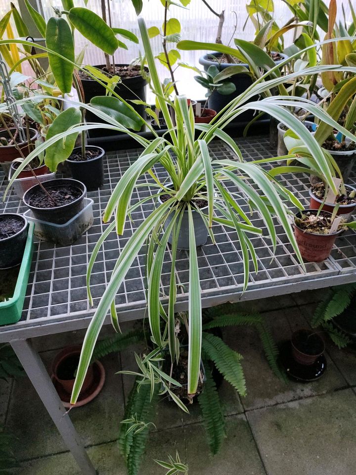 Grünlilie - Chlorophytum comosum varigatum in Münchenbernsdorf