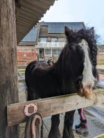 Reitbeteiligung, pony sucht Mensch Nordrhein-Westfalen - Ahaus Vorschau