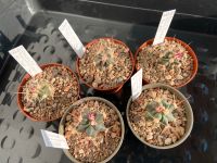 5 Ferocactus hamatacanthus, junger Kaktus Nordrhein-Westfalen - Jülich Vorschau