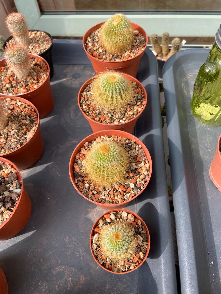 3 Notocactus lenninghausii, ist Parodia lenninghausii, Eriocactus in Jülich