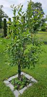 Obstbaum, Sauerkirsche, Kirschenbaum Kr. Passau - Passau Vorschau
