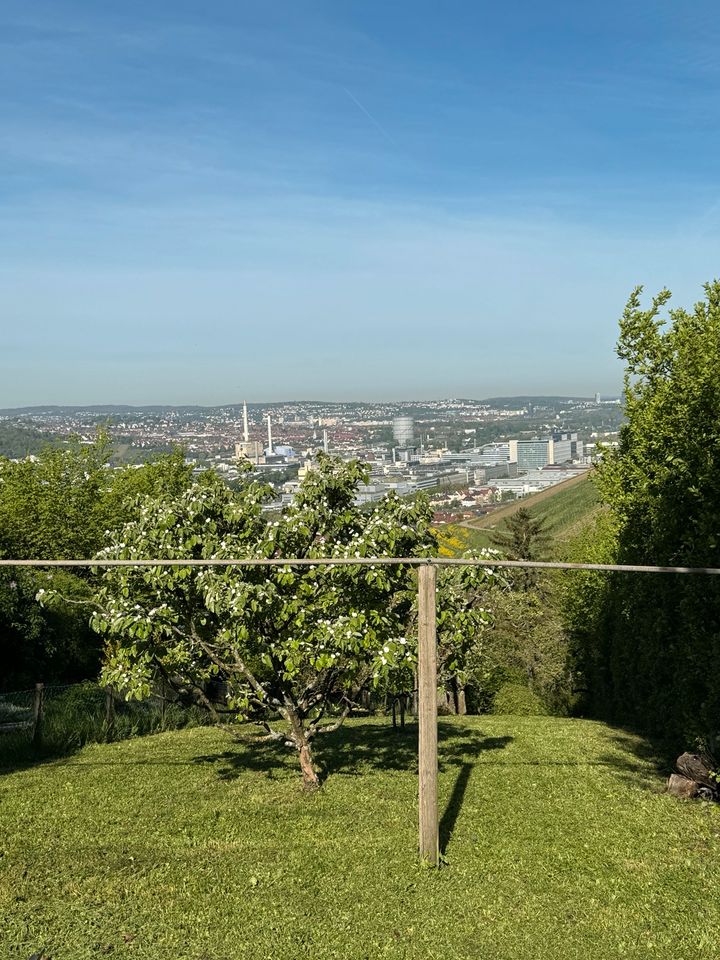 Gepflegte Obstwiese über Untertürkheim (Heidenwengert) in Stuttgart