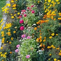 Samenmischung Sommerblumen Leipzig - Großzschocher Vorschau