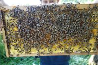 Bienenjungvolk-Ableger auf ZANDER (3-4 Waben) ab Mai/Juni 2024 Bielefeld - Dornberg Vorschau