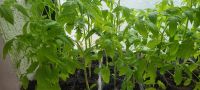 Junge Tomatensetzlinge Nordrhein-Westfalen - Geilenkirchen Vorschau