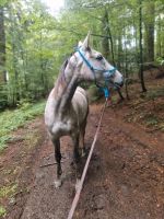 Wunderhübsche 6 j. Braunfalbschimmelstute, Spanierin, Cruzado Baden-Württemberg - Rickenbach Vorschau