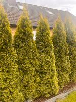 19 x Thuja Lebensbaum smaragd 150-180 cm Nordrhein-Westfalen - Hiddenhausen Vorschau