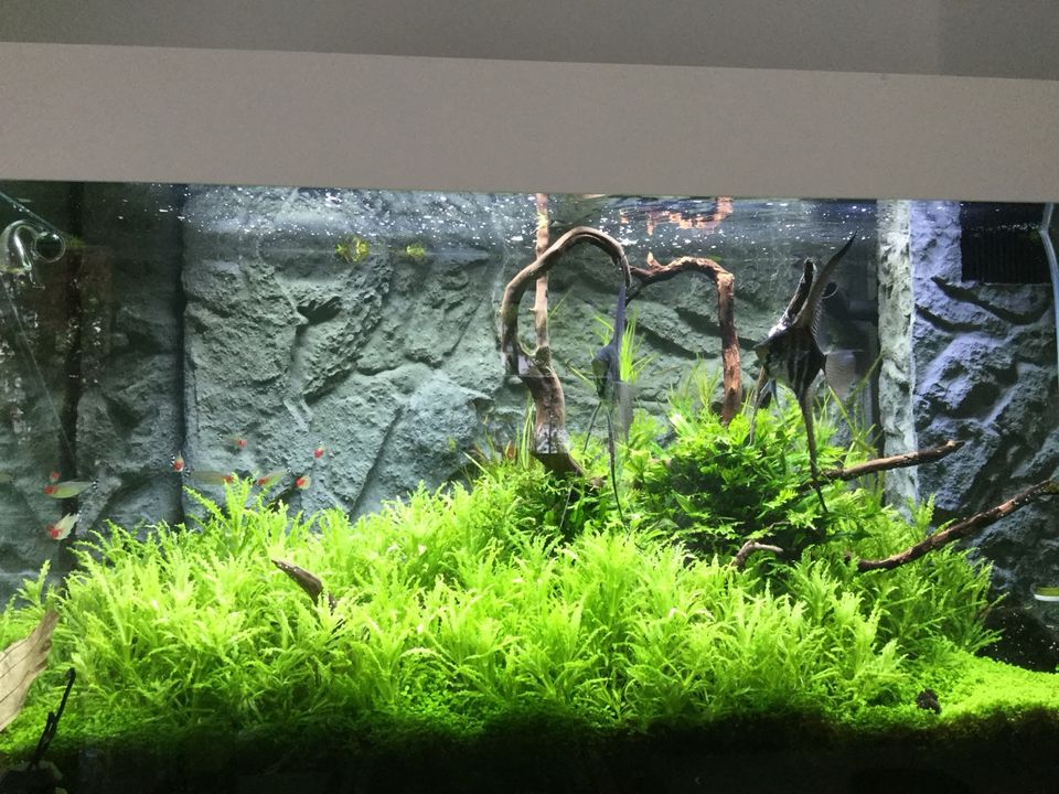 JUWEL Aquarium Rio 125l plus Zubehör in Bad Soden am Taunus