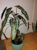 Alocasia Polly Hessen - Friedewald Vorschau