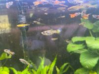 Endler guppys Männchen/Weibchen/ Babies Bayern - Bad Kissingen Vorschau